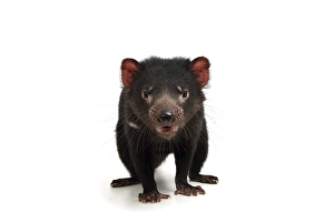 Tasmanian Devil (Sarcophilus harrisii)