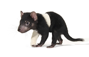 Tasmanian Devil (Sarcophilus harrisii)