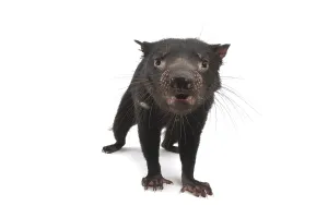 Tasmanian Devil (Sarcophilus harrisii)