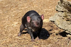 Tasmanian devil (Sarcophilus harrisii)