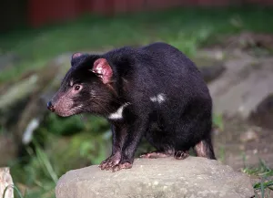 Tasmanian devil (Sarcophilus harrisii)