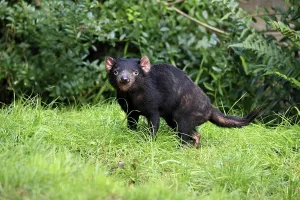 Tasmanian devil (Sarcophilus harrisii)