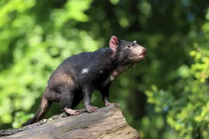 Tasmanian devil (Sarcophilus harrisii)
