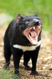 Tasmanian devil (Sarcophilus harrisii)