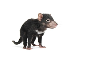 Tasmanian Devil (Sarcophilus harrisii), joey