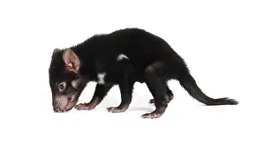 Tasmanian Devil (Sarcophilus harrisii), joey