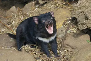 Tasmanian devil, Tasmanian devils (Sarcophilus harrisii)
