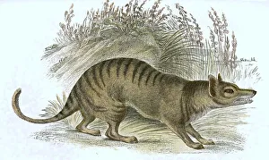 Tasmanian wolf (Thylacinus cynocephalus)