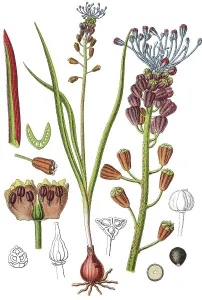 Tassel or Grape Hyacinth (Muscari comosum)