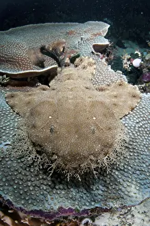 Tasselled wobbegongs (Eucrossorhinus dasypogon)