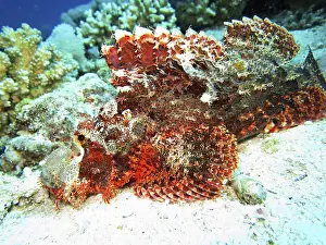 Tassled Scorpionfish, Safaga, Egypt