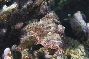 Tassled Scorpionfish (Scorpaenopsis barbata)