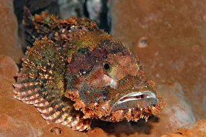 Tassled scorpionfish (Scorpaenopsis oxycephala)