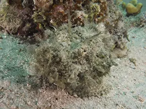 Tattered dragonhead (Scorpaenopsis venosa)