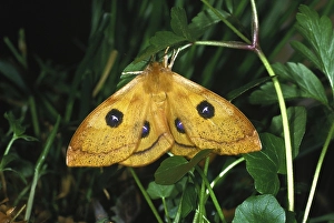Tau Emperor (Aglia tau)