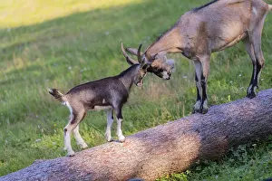 One Tauernschecke goatling, Capra aegagrus hircus