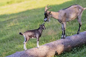 One Tauernschecke goatling, Capra aegagrus hircus
