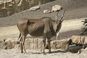 Taurotragus oryx