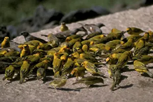 Taveta weaver (Ploceus castaneiceps) Large group feeding on the wall