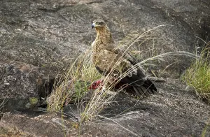 Tawny Eagle (aquila rapax), Adult with Kill