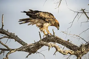 A tawny eagle (Aquila rapax) sits in a tree and keeps a lookout
