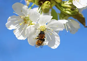 Tawny mining bee (Andrena fulva)