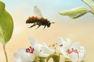 Tawny mining bee (Andrena fulva) flying at the blossom of a pear tree