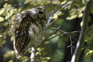 Tawny owl