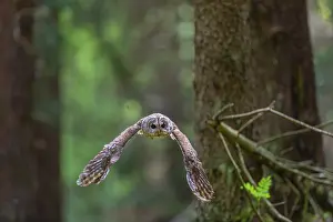 One tawny owl or brown owl (Strix aluco) flying through a dense forest