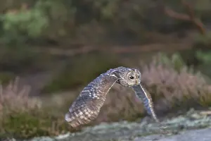 One tawny owl or brown owl (Strix aluco) flying over heather near a forest