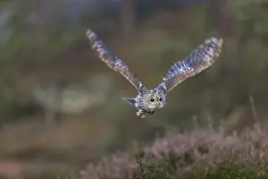 One tawny owl or brown owl (Strix aluco) flying over heather near a forest
