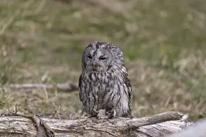 One tawny owl or brown owl (Strix aluco) sitting on a branch feeding on a mouse