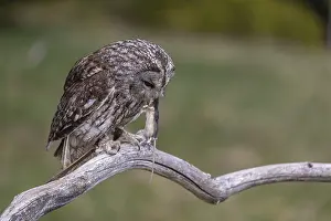 One tawny owl or brown owl (Strix aluco) sitting on a branch feeding on a mouse