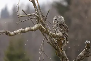 One tawny owl or brown owl (Strix aluco) sitting on a branch and looking for prey