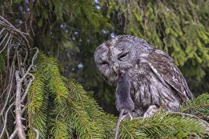 One tawny owl or brown owl (Strix aluco) sitting on a branch of a spruce tree