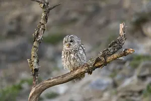 One tawny owl or brown owl (Strix aluco) sitting on a dead tree