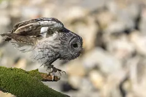 One tawny owl or brown owl (Strix aluco) sitting on a mossy branch