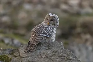 One tawny owl or brown owl (Strix aluco) sitting on a rock and looking for prey