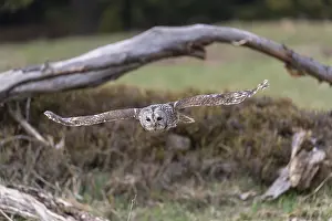 One tawny owl or brown owl (Strix aluco) starting off of a branch for a hunt