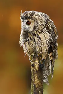 Tawny owl in the forest with mouse in the talon