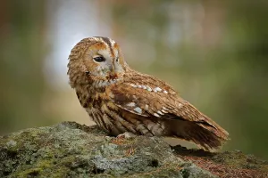 Tawny owl sitting on the stone n forest