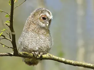 Tawny owl (Strix aluco) 4-week-old young bird