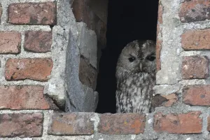 Tawny owl (Strix aluco)