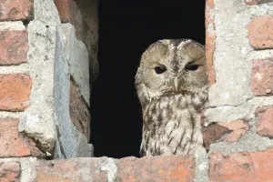 Tawny owl (Strix aluco)