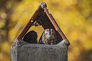 Tawny owl (Strix aluco)