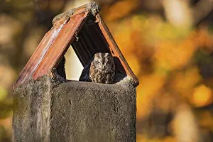 Tawny owl (Strix aluco)