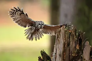 Tawny Owl (Strix aluco), adult