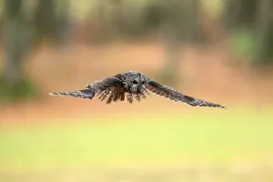 Tawny Owl (Strix aluco), adult