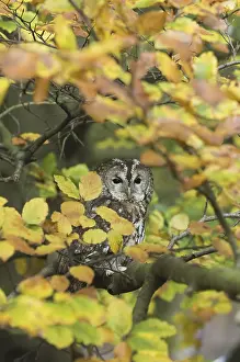 Tawny Owl (Strix aluco), adult