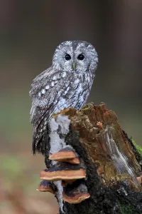 Tawny Owl (Strix aluco), adult